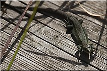 SU9041 : Common Lizard (Zootoca vivipara), Thursley Common by Mike Pennington