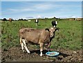 Cattle in a field east of Borgue