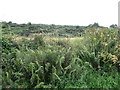 Bracken on the mountain side south of Lough Cowey Road