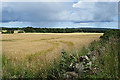 Fields near Cairnley