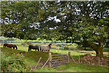 SS7991 : Neath Port Talbot : Grassy Field & Horses by Lewis Clarke