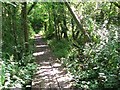 Boardwalk through Church Fen