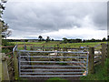 NU1019 : Sheep herding, Eglingham by Stephen Craven
