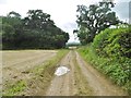 Hinton St Mary, farm track