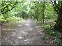 TQ4792 : The London LOOP in Hainault Forest Country Park by Marathon