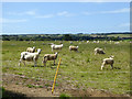 SZ5382 : Sheep farming near Moor Farm by Robin Webster