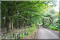 West Dorset : Country Lane