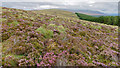 NH5482 : Heather and forestry and their dividing line by Julian Paren