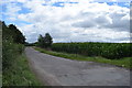 Lane beside a field of maize