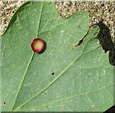TG3106 : Smooth spangle gall on oak leaf by Evelyn Simak