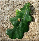 TG3205 : Striped pea gall on oak leaf by Evelyn Simak