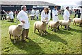 Sheep competition, Pembrokeshire County Show