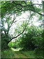 The North Downs Way at Farthing Common