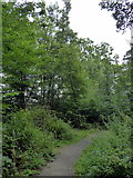 TQ5912 : Path in Park Wood by PAUL FARMER