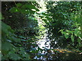 Drain by the western arm of the River Colne west of Old Mill Lane