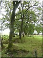 Trees on Heath Moor