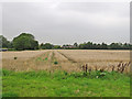 Kirtling: a wheatfield and a threatening sky