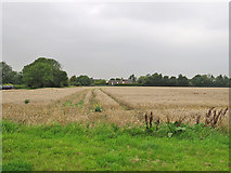 TL6855 : Kirtling: a wheatfield and a threatening sky by John Sutton