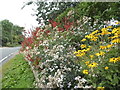 Garden on Fyfield Road, Shelley