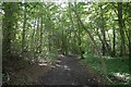 Woodland path, Pitlochry