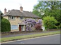 A fine wisteria