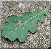 TG3005 : Leaf miner moth on oak leaf by Evelyn Simak