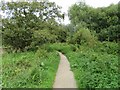 Path in Winnall Moors Nature Reserve