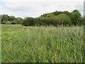 Winnall Moors Nature Reserve