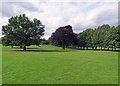 SK5339 : Wollaton Park: fine trees by John Sutton