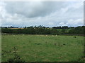 Grazing, Ousby Moor