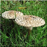 TM3893 : Shaggy Parasol mushrooms (Lepiota rhacodes) by Evelyn Simak
