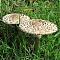 Shaggy Parasol mushrooms (Lepiota rhacodes)