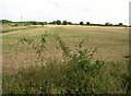 Harvested field south of Loddon S