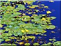 Wild water lily. Leeds Liverpool canal