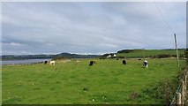 NX6444 : Cattle grazing at Ross Bay by Peter Mackenzie