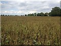 Field of Peas near West End Farm