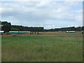 Pig farming, Roudham Heath