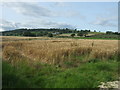 NZ1036 : Crop field, Bradley by JThomas