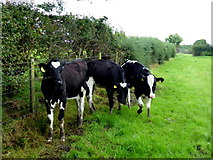 H5173 : Calves, Killycurragh by Kenneth  Allen