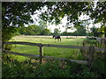 Horse in a field