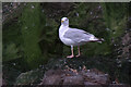 NT6087 : Herring Gull (Larus argentatus), Bass Rock by Mike Pennington