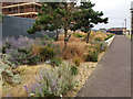 Landscaping near Portland Castle