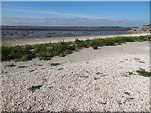 NX4855 : Shell beach Near Carsluith Dumfries and Galloway by Bob Pearce
