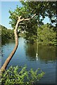 Rope above the Dart by Totnes Weir