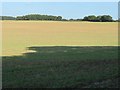 Farmland east of Stratton Lane