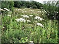 Wild angelica and fleabane, Marline Valley Nature Reserve