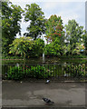 Nottingham Arboretum: lake and fountain