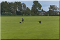 Playing fields, Higher Bebington