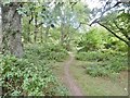 Cranborne, woodland path