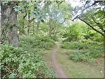 SU0713 : Cranborne, woodland path by Mike Faherty